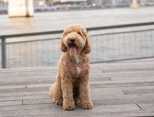 Nala - The inspiration behind NalaAI